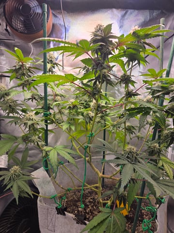 Looking for advice! — flower, day 80