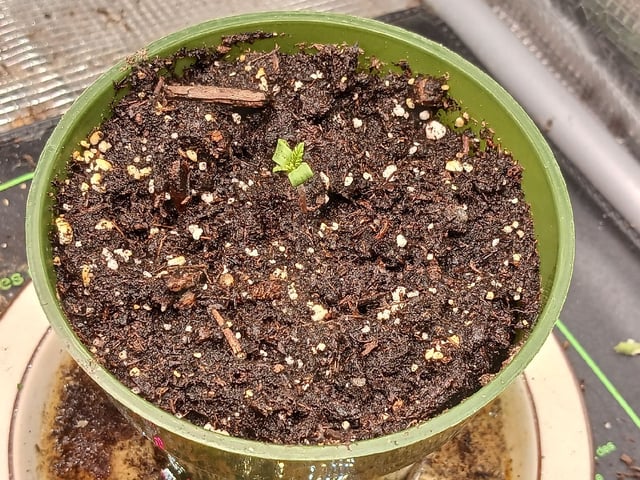 9lbhammer feminized  — seedling_rooting, day 2