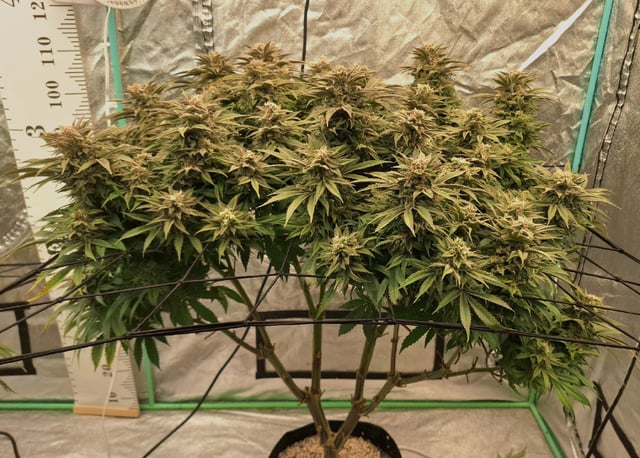Gorilla Girl Autopot — flower, day 165