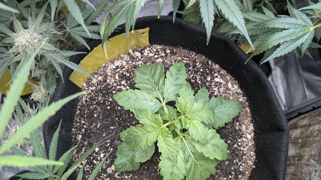 Perpetual Autoflower Mixed Grow #3 — flower, day 68