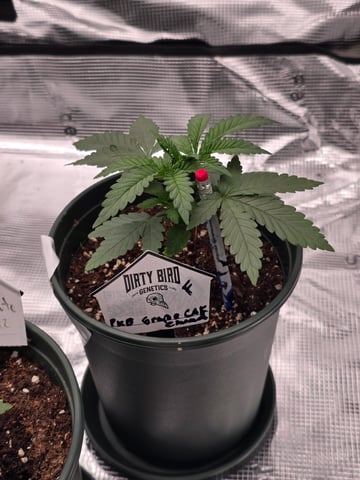 Dirty Bird - Thousand Island Fem & Platinum Kush Breath Remix x Grape Cakehead Fem Photo  — vegetative, day 16