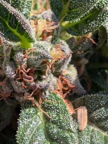 October Start — flower, day 126