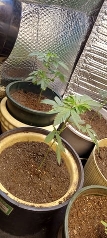 Reboot trial — vegetative, day 60