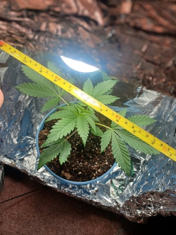 Poor Ivory — vegetative, day 23