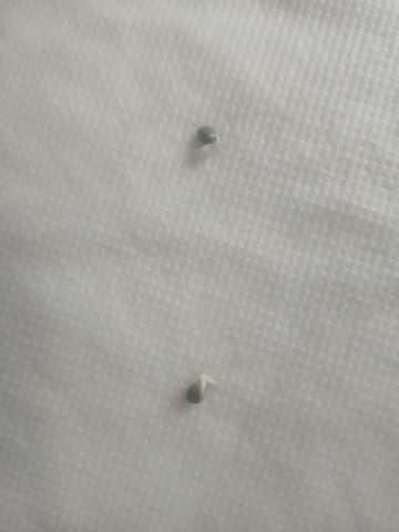 veve — germination, day 3