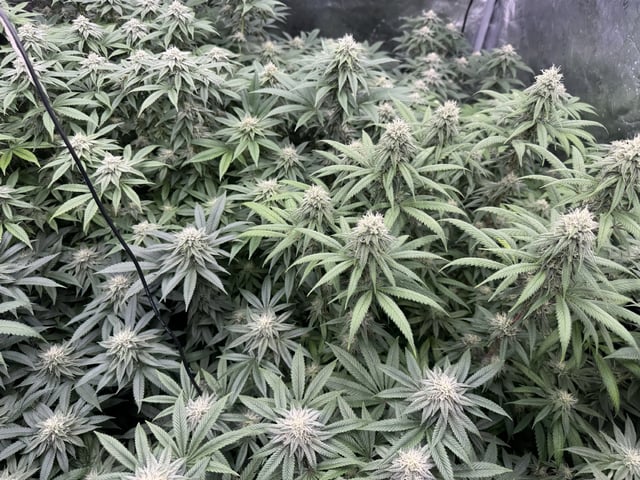 7 Strains 14 Plants  — flower, day 118