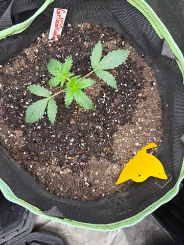 Indoor & Outdoor Grow 6 — vegetative, day 6