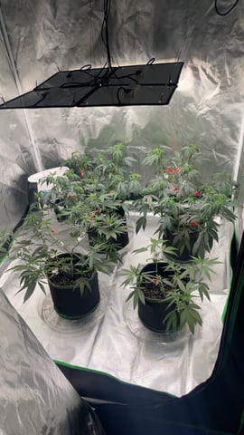 blueberry cupcake  — vegetative, day 49