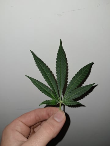 II — flower, day 70