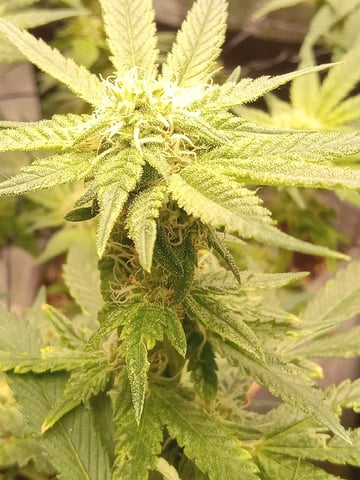 Blueberry critical kush x purple peyote wifi  and one L.a kush cake . — seedling_rooting, day 16