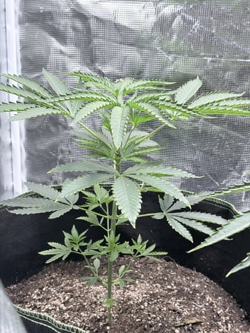 New LADIEZZ — vegetative, day 45