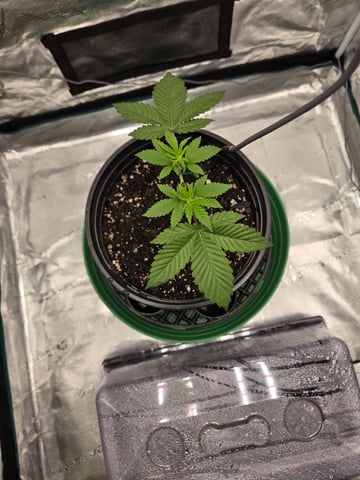  Insane OG