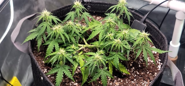 Number Two.  Lola — flower, day 57