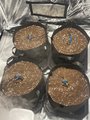 1st Ever Grow (GodFather OG) (Coco) — seedling_rooting, day 7