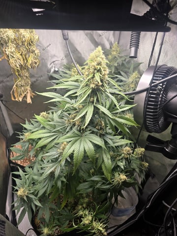Coco Grow — flower, day 89