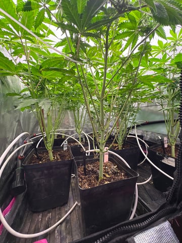 Grow #2 2x2x4 — flower, day 63