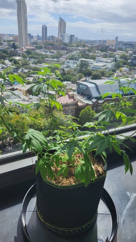 Royal Highness — vegetative, day 75