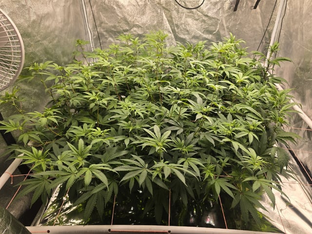 Oceanz 16 — flower, day 119