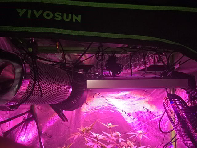 FIRST GROW — flower, day 45