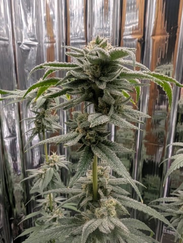 B E A utiful  — flower, day 118