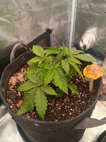 Gurilla Glue #4 × Samsquatch autos — vegetative, day 26