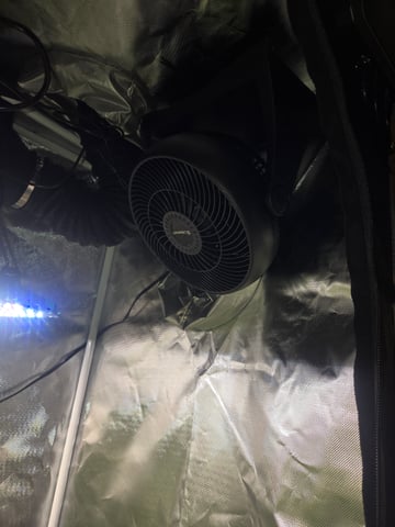 Looking for advice! — flower, day 77