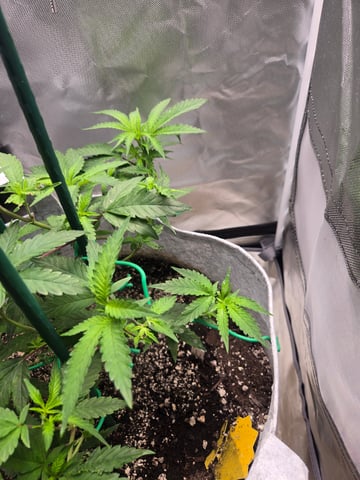 Looking for advice! — vegetative, day 36