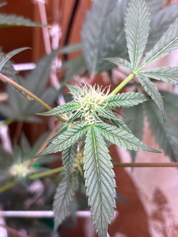 Triple Cake  — flower, day 43