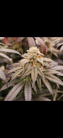 true genetics  — flower, day 87