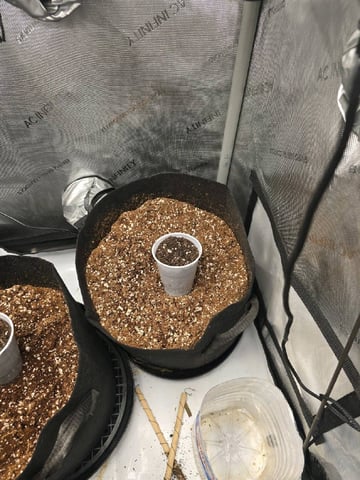 Coco Grow — germination, day 1