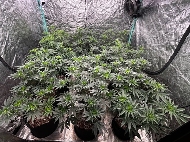 PKB remix/PotG — vegetative, day 70