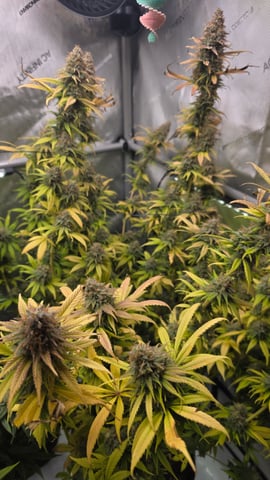 ethos genetics  — flower, day 114