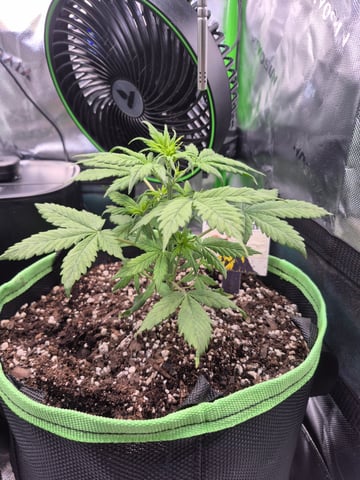 First "Auto" Grow — vegetative, day 23