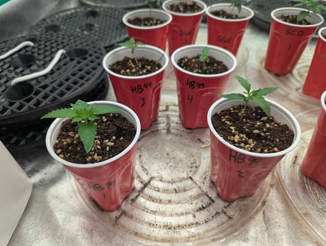 Photo July 25 — seedling_rooting, day 4