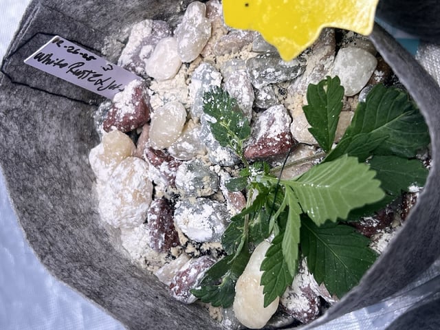 s1 Jokerz — vegetative, day 20