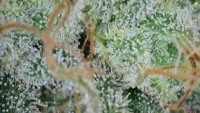 Cookies Usa — flower, day 107