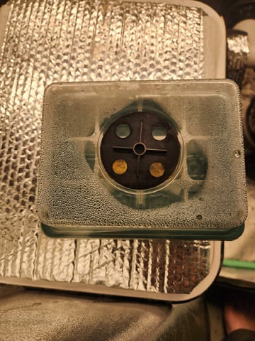 Wedding Cake Auto — seedling_rooting, day 8