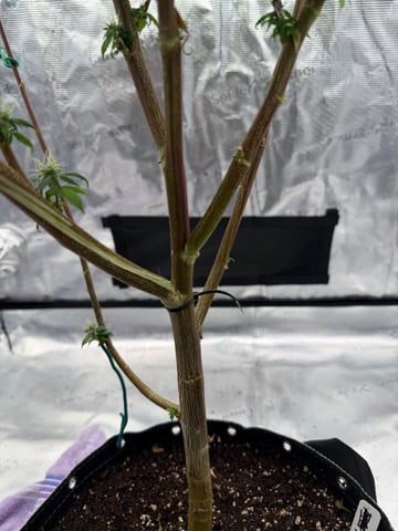 Apple fritter  Clones round two — flower, day 203