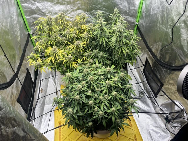 Autoskunk and OG Kush — flower, day 76