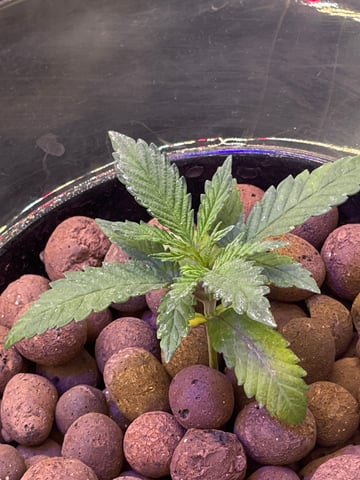 1st Ever Grow (Fat Bastard)(RDWC)  — seedling_rooting, day 21