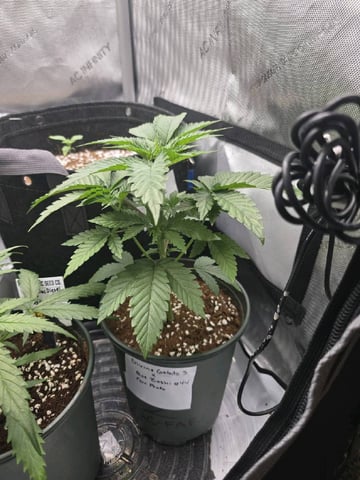 (4)autos  — flower, day 32