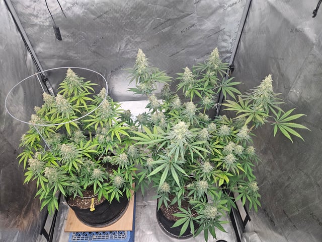 BLACKCHERRY SHERB — flower, day 76