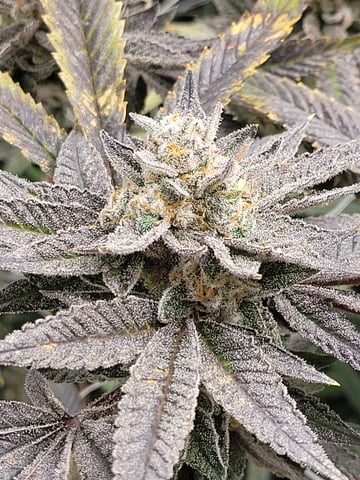 #3 — harvest, day 84