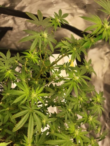 oreo blizzard — flower, day 79