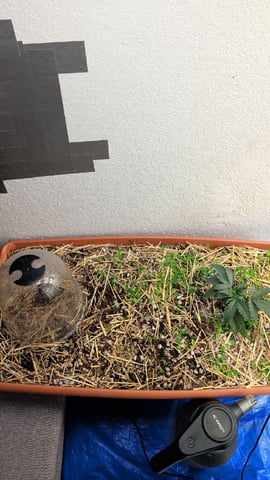 Quick Auto Grow — germination, day 1