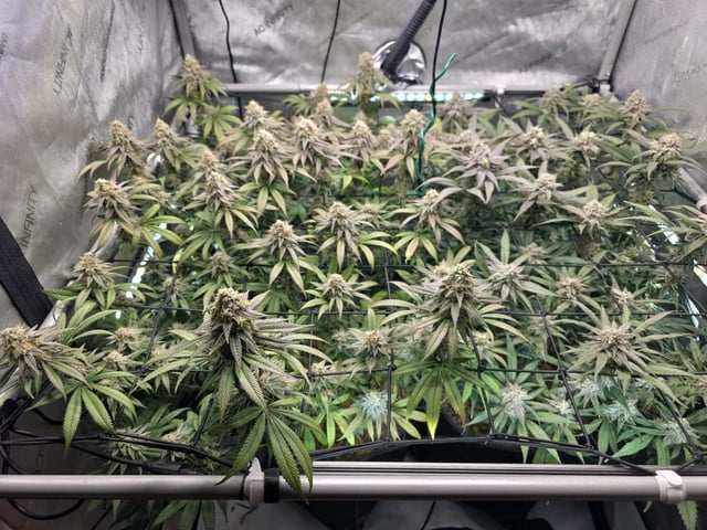 Strawberry Sugar  — flower, day 108