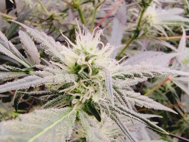 First grow — flower, day 67