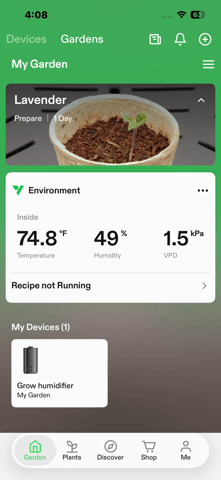 Lavender and Anesthesia Auto — seedling_rooting, day 21