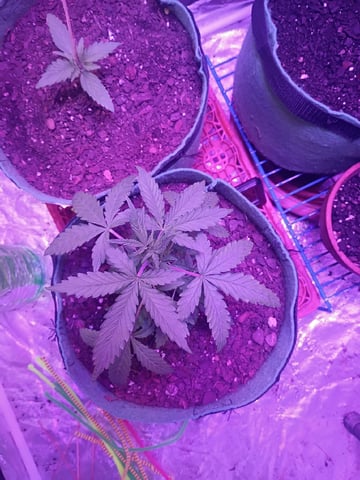 First autos  — vegetative, day 28