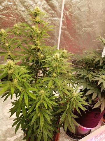 First Indoor Grow — flower, day 1